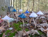 Image 2 of Glass mushroom handmade pyrex for inside or outdoor gardens / potted plants, or even aquariums. H...