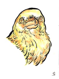 Chroma Crow (butter)