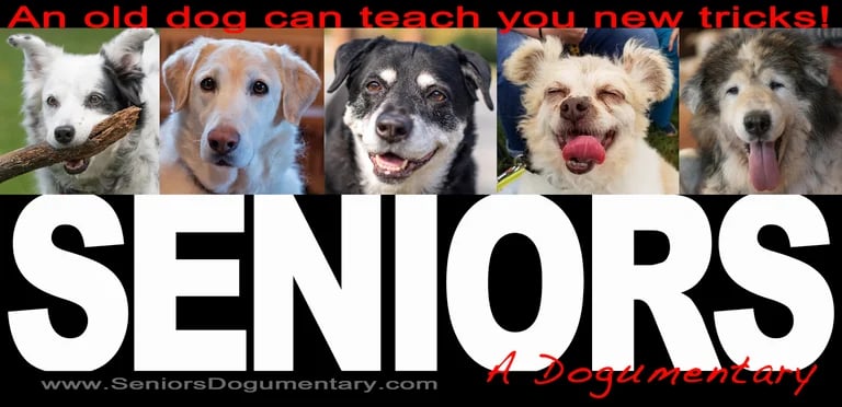 Image of A Dog Named Gucci/SENIORS/Old Friends BUMPER STICKERS