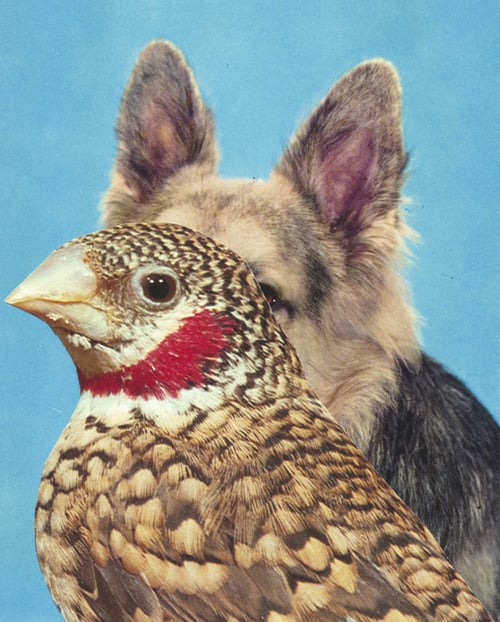 Image of 【Signed】'COMMON SENSE IS A HUNGRY BITCH' - art print