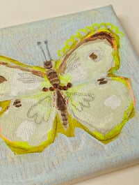 Image 3 of Bug collection 