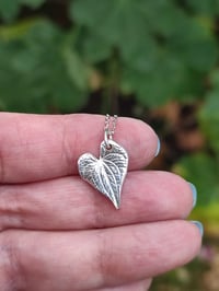 Image 4 of Mini Heart Leaf 