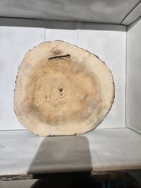 Image 4 of Skunk tray 