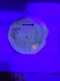 Image 6 of Indica tray 