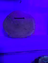 Image 6 of Maple leaf1