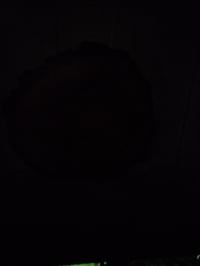 Image 7 of Sativa tray