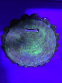 Image 6 of Ganja tray