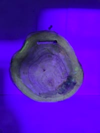 Image 6 of Maple leaves