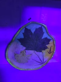Image 3 of Maple leaves