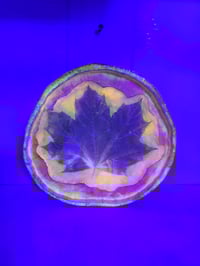Image 4 of Maple leaf2 tray