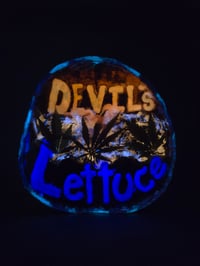 Image 1 of Devil's lettuce tray