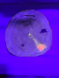 Image 6 of Devil's lettuce tray