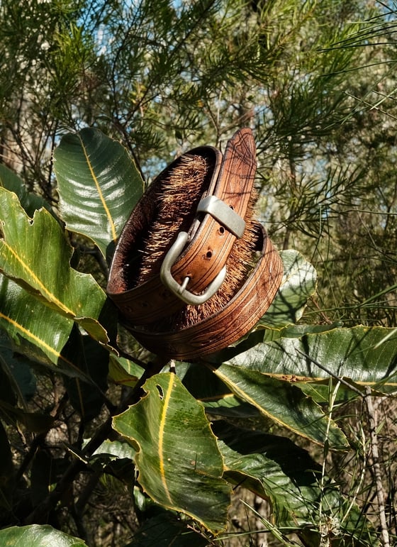 Image of Eucalyptus belt #1