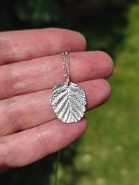 Image 2 of Black Alder Leaf (#1)