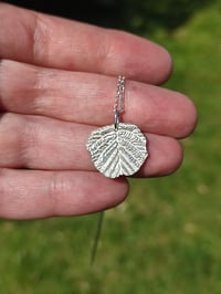 Image 2 of Black Alder Leaf (#2)
