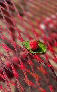 Image 6 of Salon. René Malaval rouge framboise