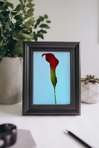 Image 3 of Calla Lily With Blue Background