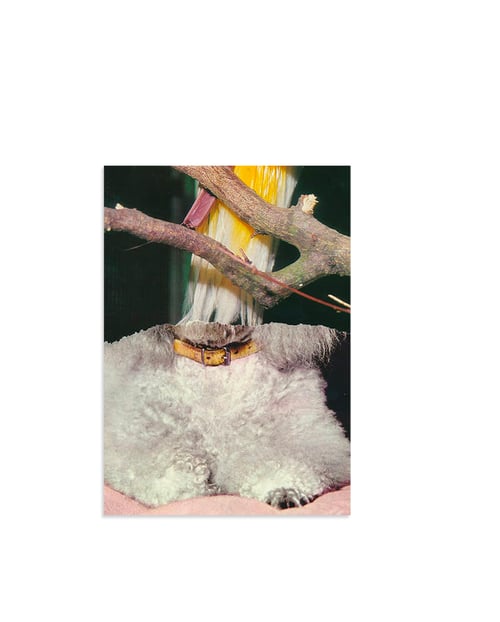 Image of 'Craving Snacks and Dogs' - postcard set (6)