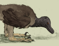 Image 1 of Velociraptor mongoliensis