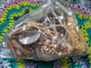 Femme Beachy Nautical Sea Shell Jewelry Mystery Grab Bag #2