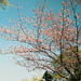 Image of (William Eggleston) (The Democratic Forest)