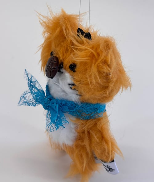 Image of Ginger the cat