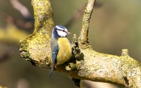 Image 2 of In The Company of Birds