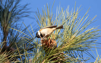 Image 5 of In The Company of Birds