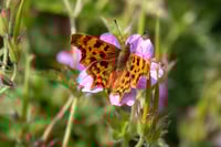 Image 3 of Wings of Light