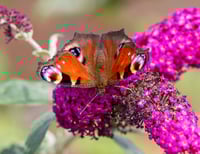 Image 5 of Wings of Light