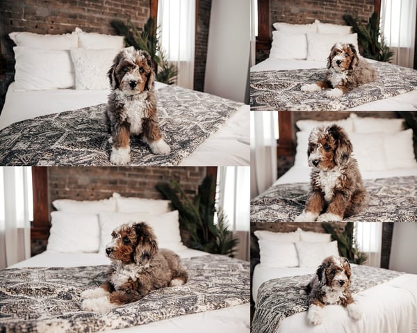 Image of Fur Baby Minis!