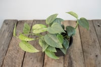 Image 2 of Blue Mix | Cebu Blue Pothos & Blue Satin Scindapsus | 4" pot