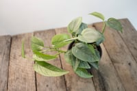 Image 3 of Blue Mix | Cebu Blue Pothos & Blue Satin Scindapsus | 4" pot