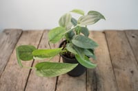 Image 1 of Blue Mix | Cebu Blue Pothos & Blue Satin Scindapsus | 4" pot