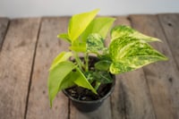 Image 1 of Gold Mixed Pot | Neon Pothos & Golden Pothos | 4" pot 