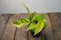 Image 2 of Gold Mixed Pot | Neon Pothos & Golden Pothos | 4" pot 