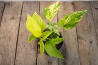 Image 3 of Gold Mixed Pot | Neon Pothos & Golden Pothos | 4" pot 
