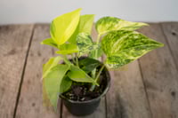 Image 4 of Gold Mixed Pot | Neon Pothos & Golden Pothos | 4" pot 