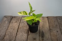 Image 5 of Gold Mixed Pot | Neon Pothos & Golden Pothos | 4" pot 