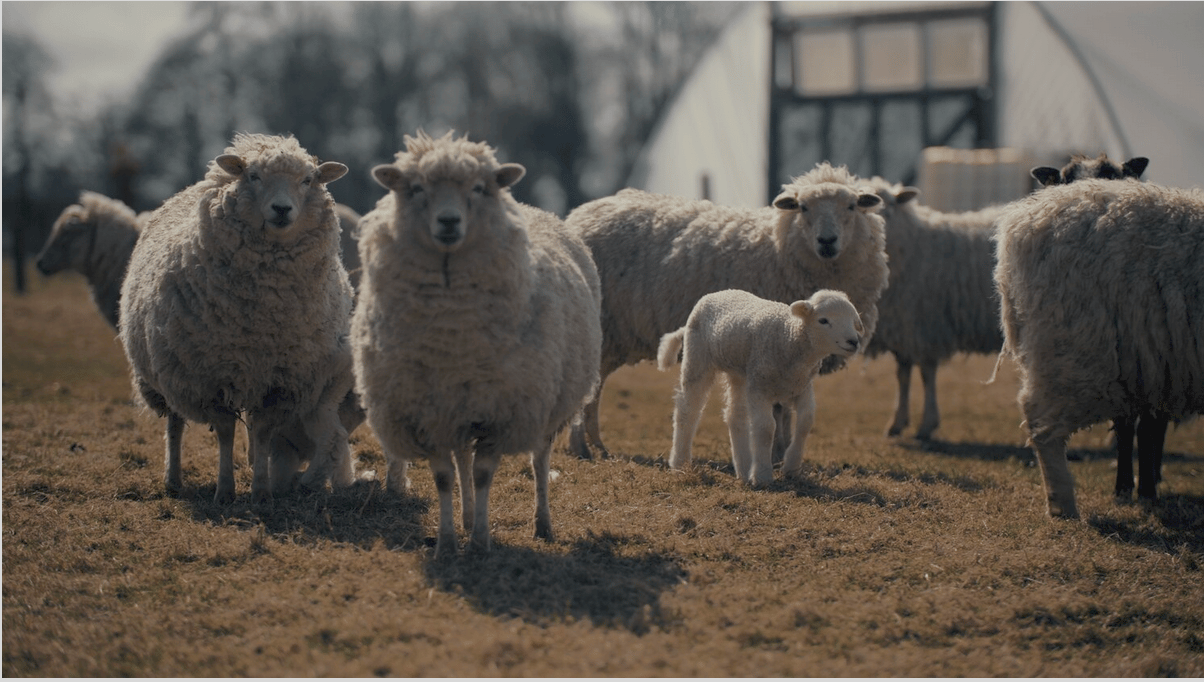 Image of Bristol Cloth 3rd Edition: Dartmoor Dyes