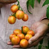 Sunrise Bumblebee Tomato