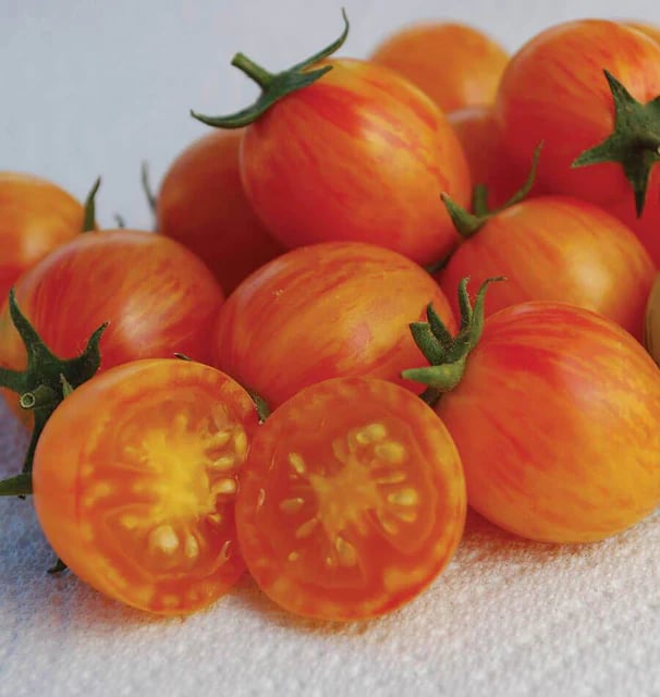 Sunrise Bumblebee Tomato Image 3