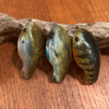 River Rat's Secret OG Worden's DC1 Timber Tiger 3 PACK