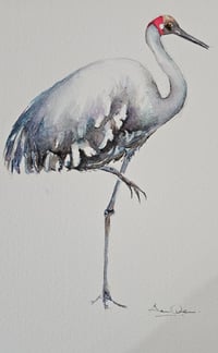 Image 1 of Swaying Brolga