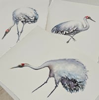Image 2 of Swaying Brolga