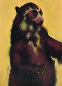 Andean Spectacled Bear