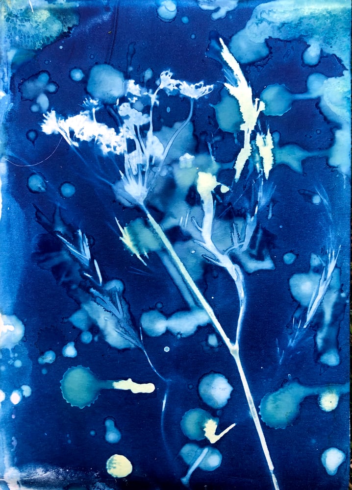 Image of 1.5 hour Cyanotype Workshop at Higher Farm: 10-11.30 am, Saturday 20th September