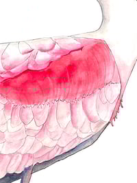 Image 2 of The modern Spoonbill - Original bird art