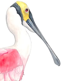 Image 3 of The modern Spoonbill - Original bird art