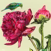 Image 1 of Kiss of a Peony by Neena Buxani - Fine Art Print